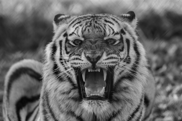 Tiger Malen Schritt Für Schritt – So zeichnest du einen Tiger einfach und realistisch