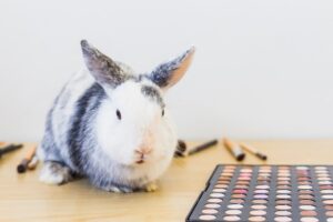 Hase Zeichnen Anleitung – So zeichnen Sie einen Hasen Schritt für Schritt