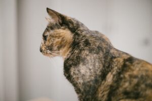 Katze Von Links Nach Rechts – Was Tun? Bedeutung und Aberglauben rund um eine kreuzende Katze