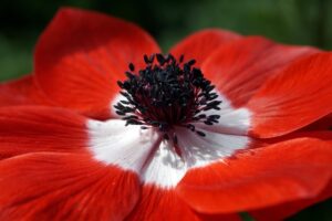 Mohnblumen malen – Anleitung – Schritt für Schritt Mohnblumen realistisch oder kreativ malen